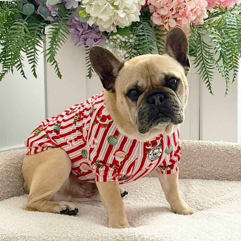 Santa Stripe Skivvy - Christmas Dog Skivvy (Limited Edition)