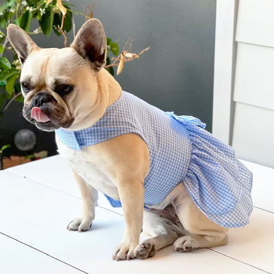 Blue Gingham with Ruffles (with bow) Dog Dress (Limited Edition)