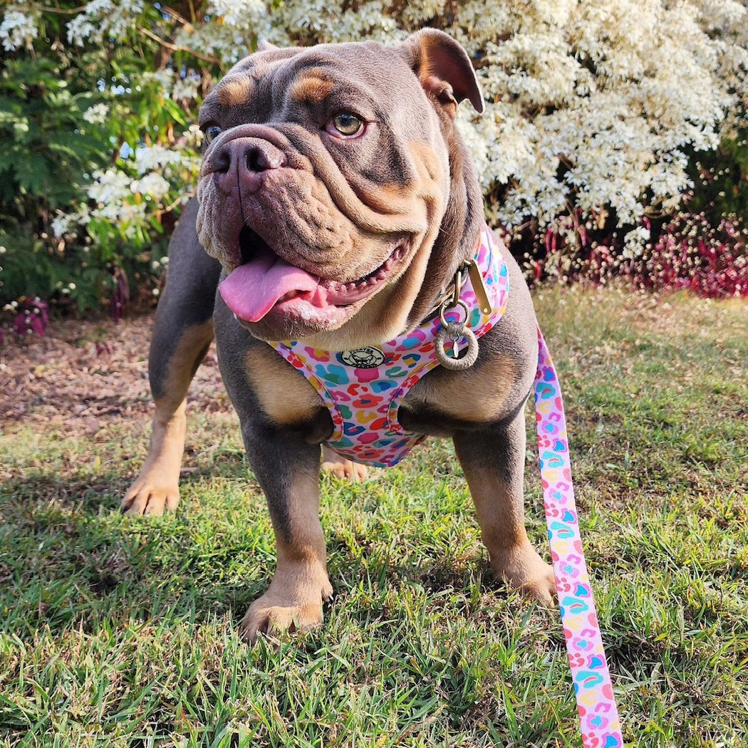 Cheetah Party - Adjustable Harness