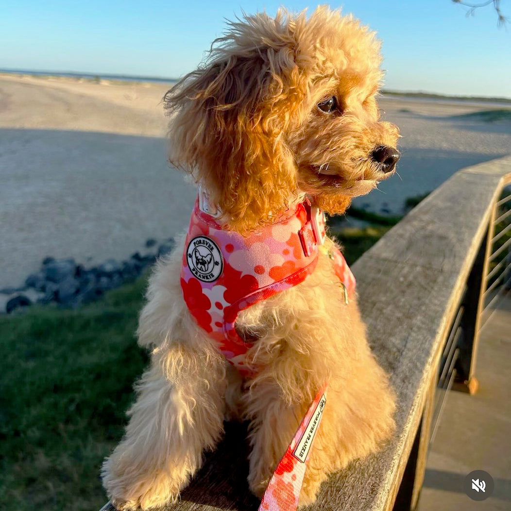 Sunset Bloom - Adjustable Harness