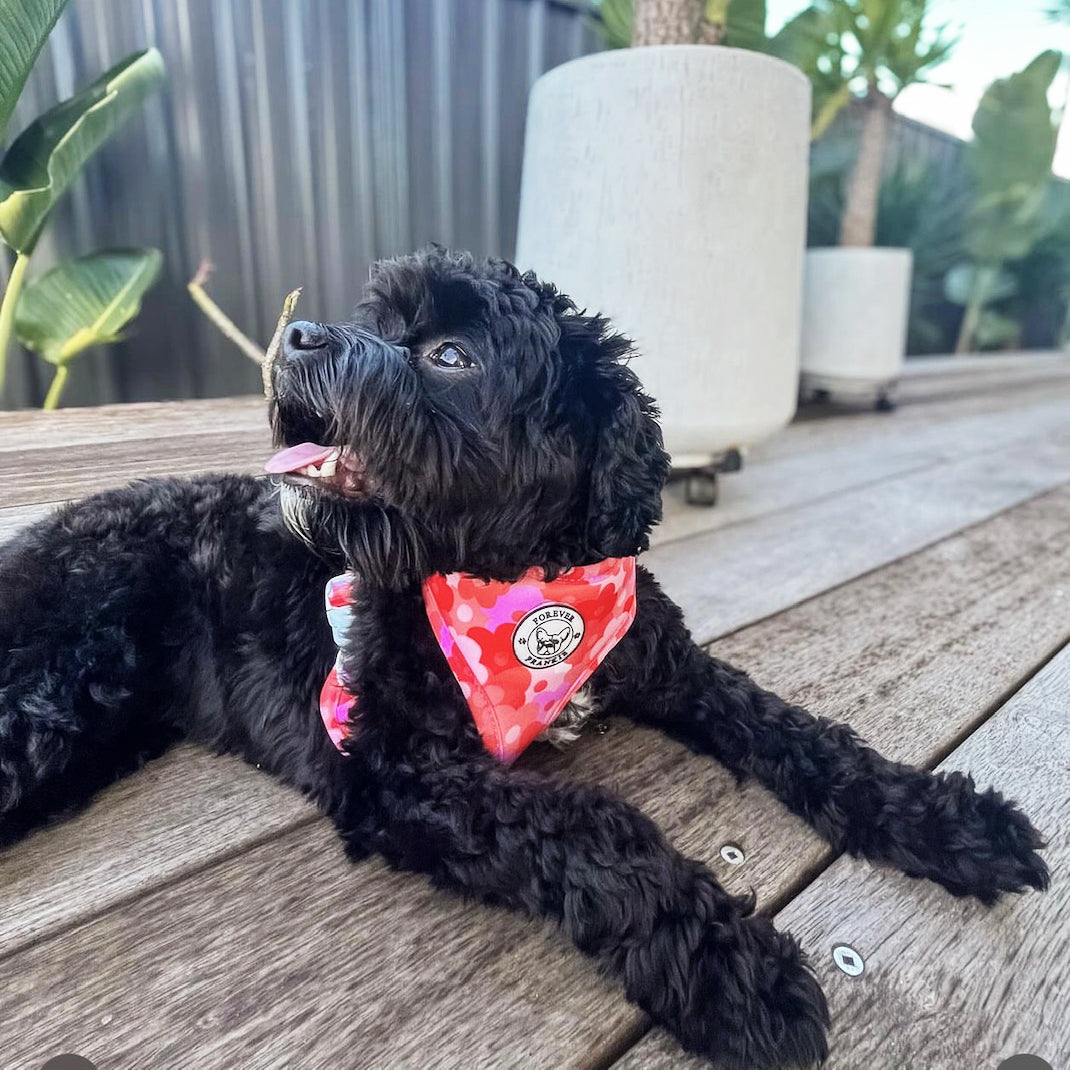 Sunset Bloom - Adjustable Harness