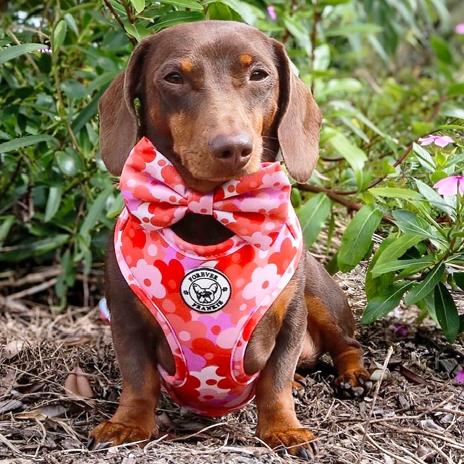 Sunset Bloom - Adjustable Harness