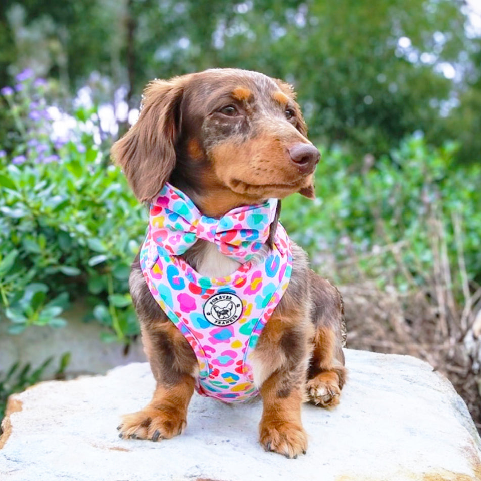 Cheetah Party - Adjustable Harness