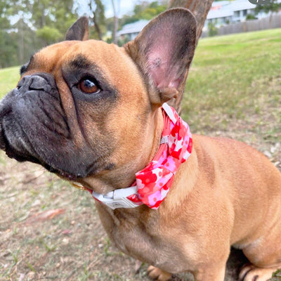 Sunset Bloom - Collar