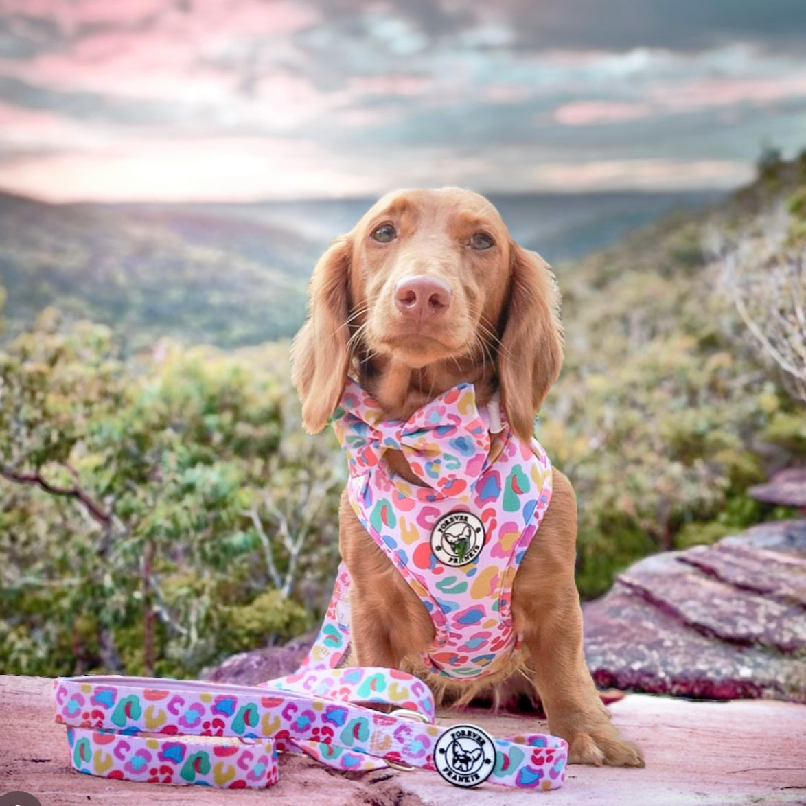 Cheetah Party - Adjustable Harness