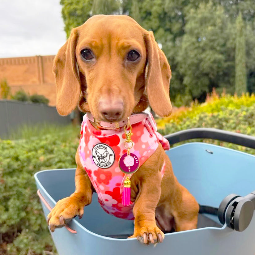 Sunset Bloom - Adjustable Harness