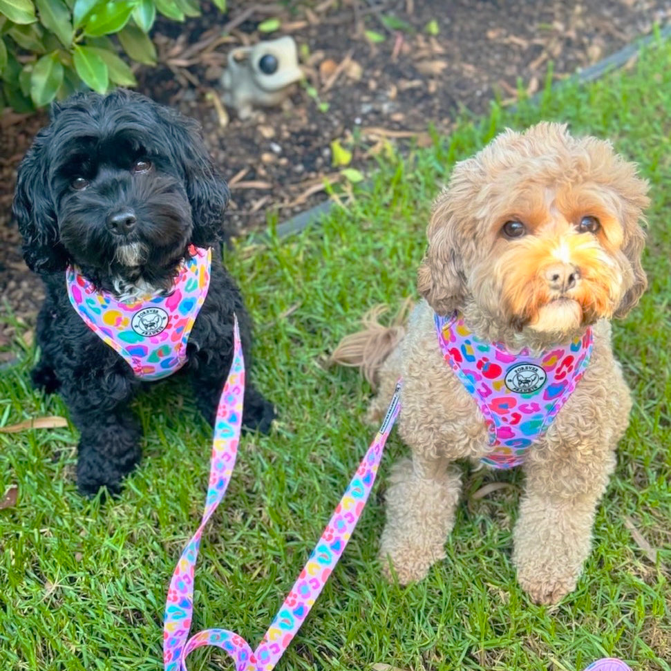 Cheetah Party - Adjustable Harness