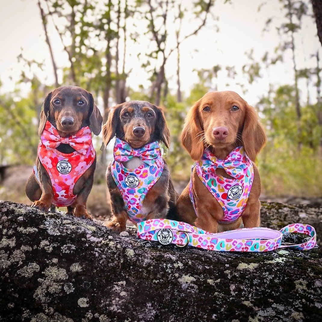 Cheetah Party - Adjustable Harness