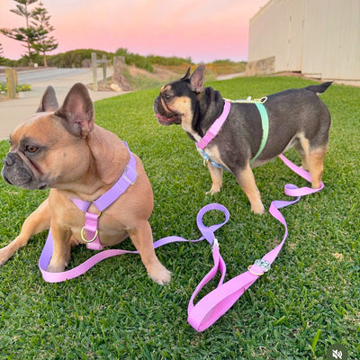 Pastel Pink / Lavender - Luxe Strap Harness