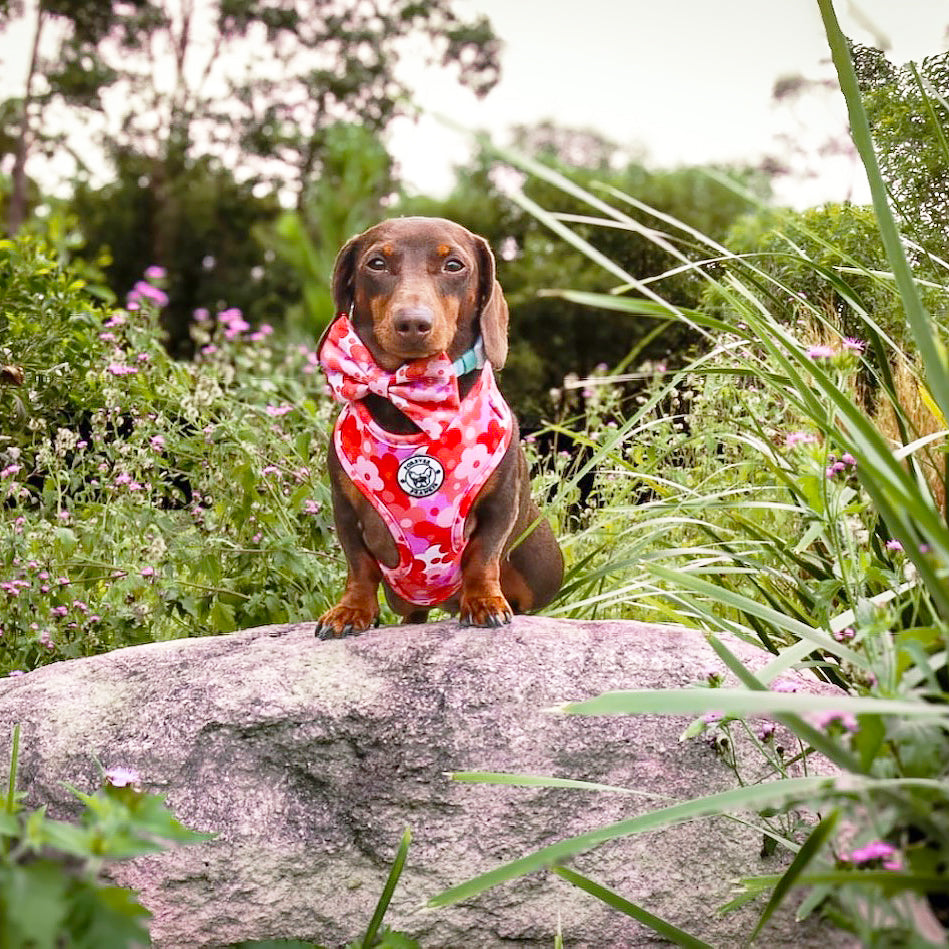 Sunset Bloom - Adjustable Harness