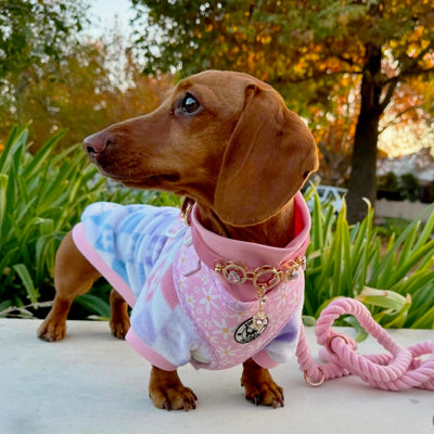 Pastel Check Dog Skivvy