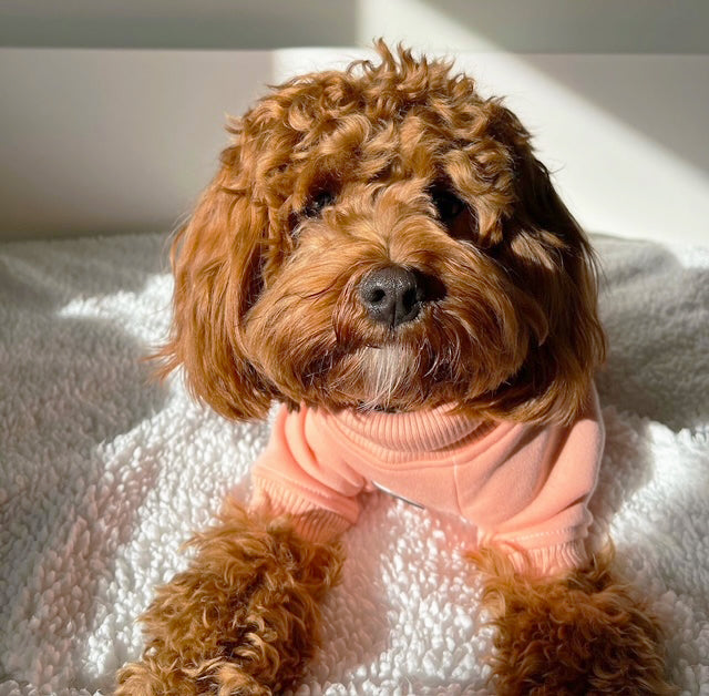 Mandarin  Dog Skivvy