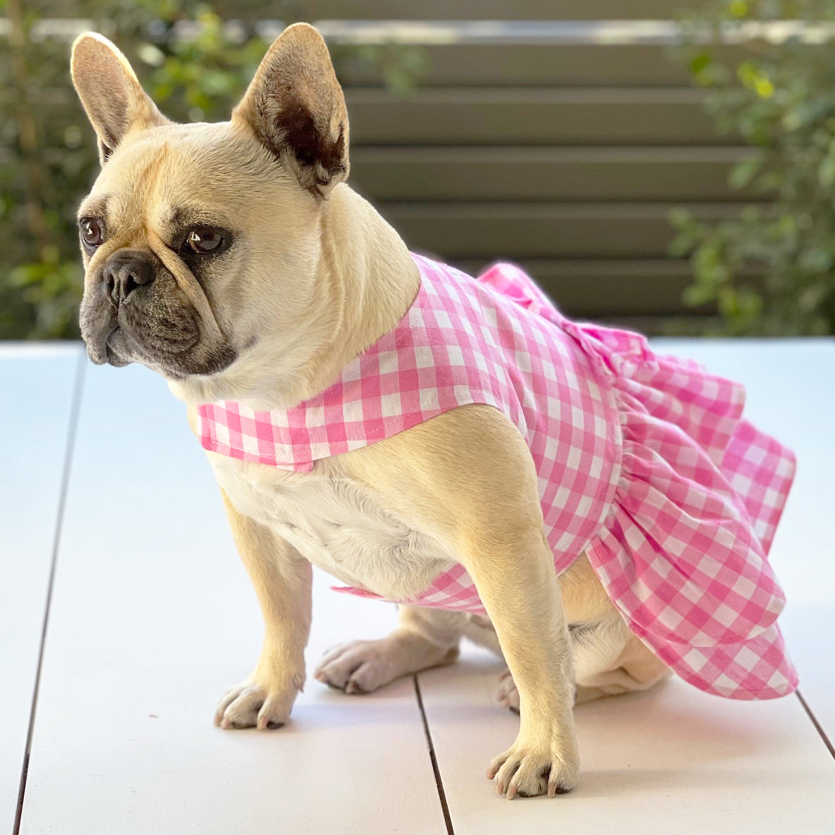 Candy Gingham Ruffles (with Gingham bow) Dog Dress (Limited Edition)