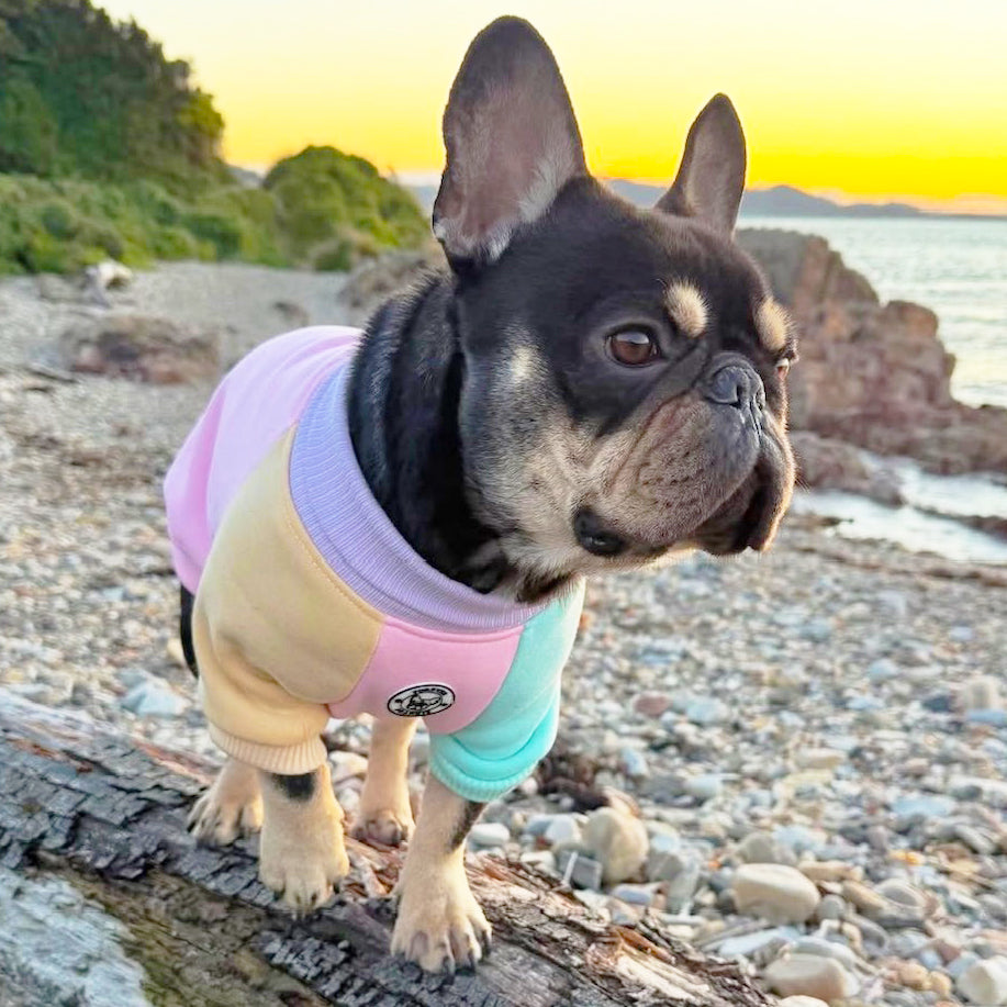 Passion Pop Dog Skivvy