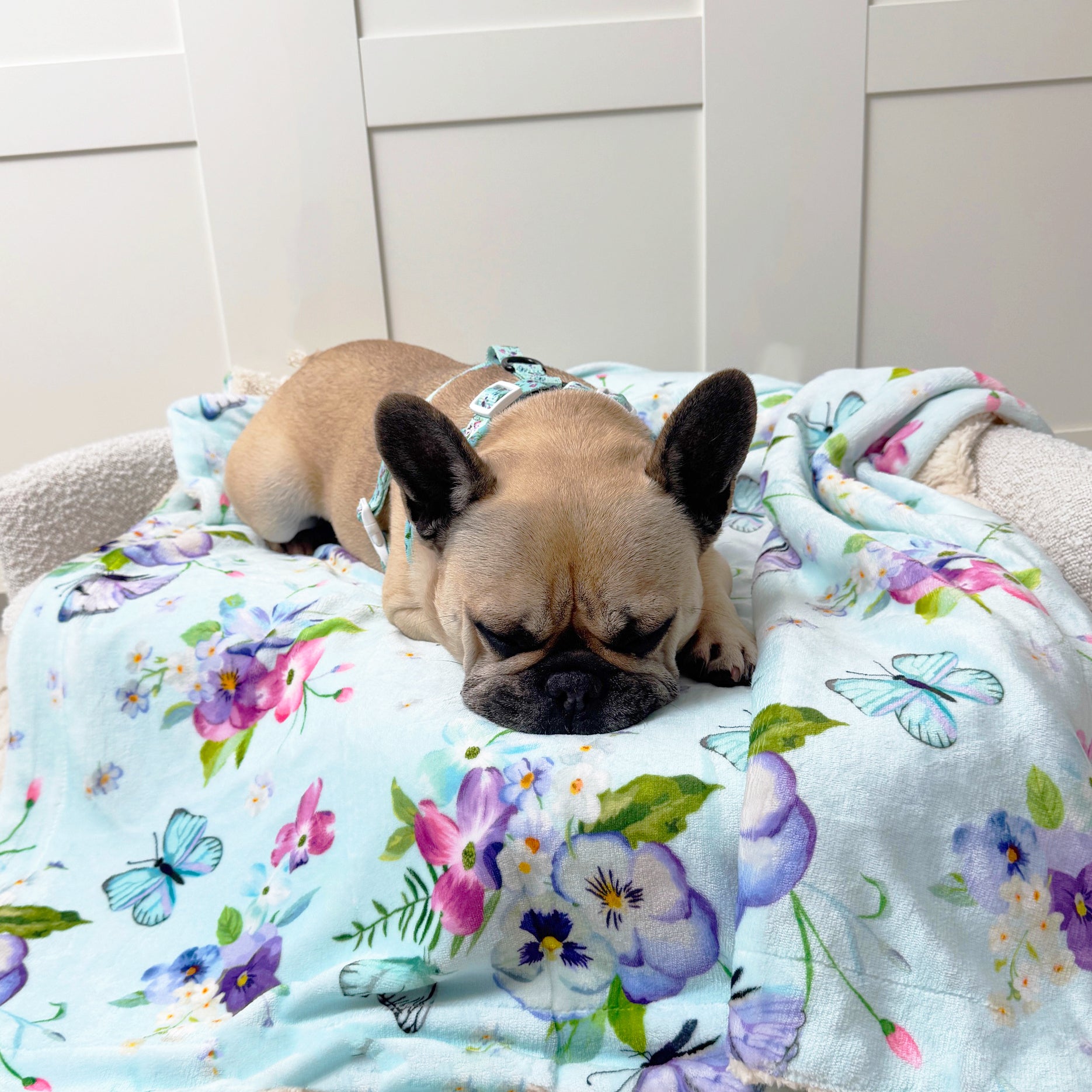 Extra Soft Pet Blanket