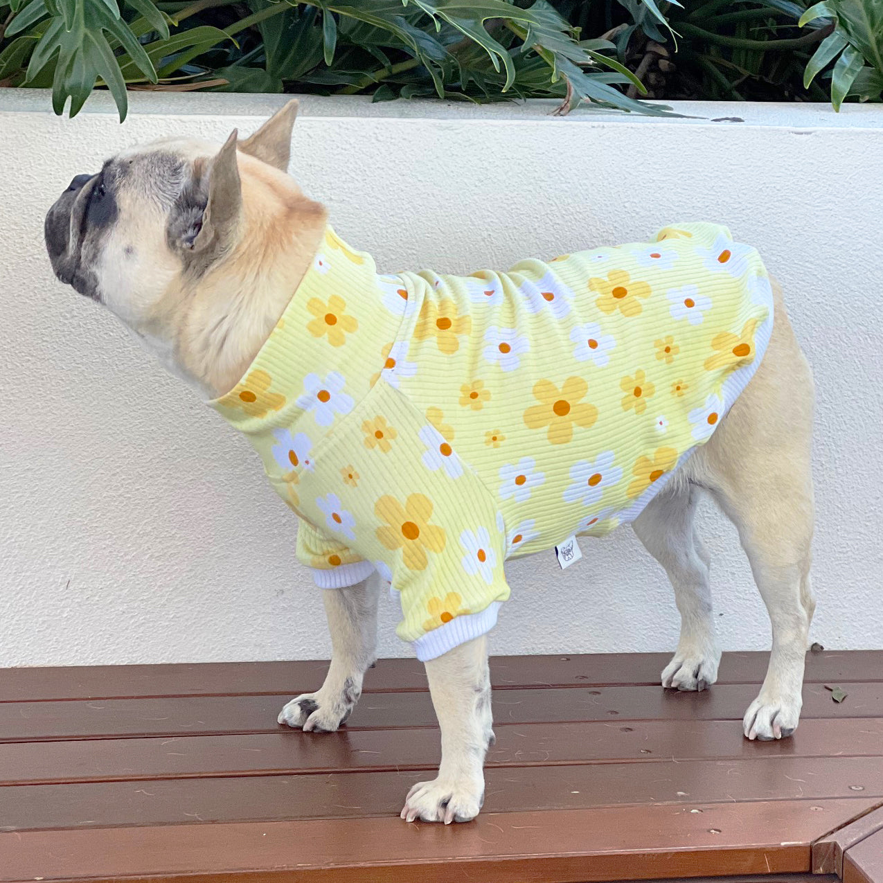 Luxe-Daisy's & Sunshine Dog Skivvy