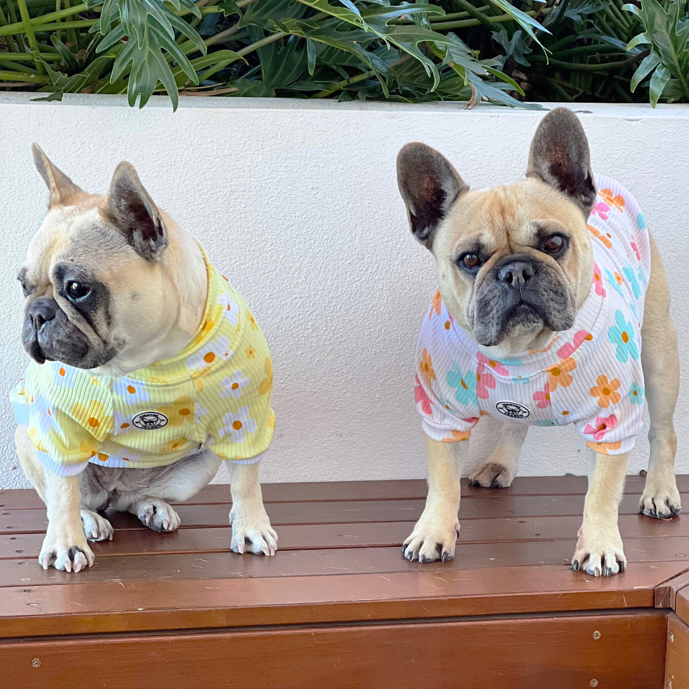 Luxe-Petal Pop Dog Skivvy