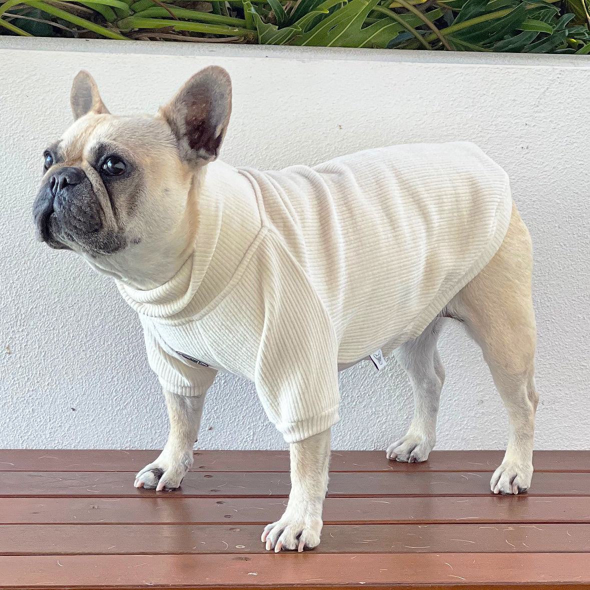 Vanilla Creme Dog Skivvy