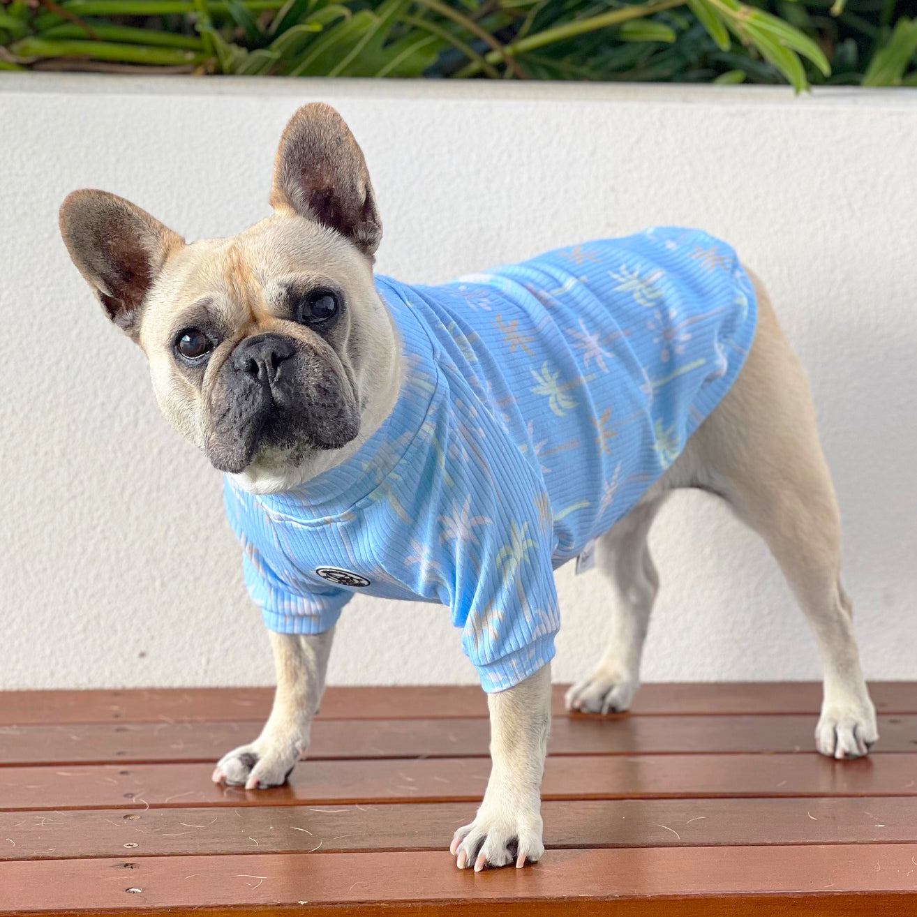 Tropicana Dog Skivvy