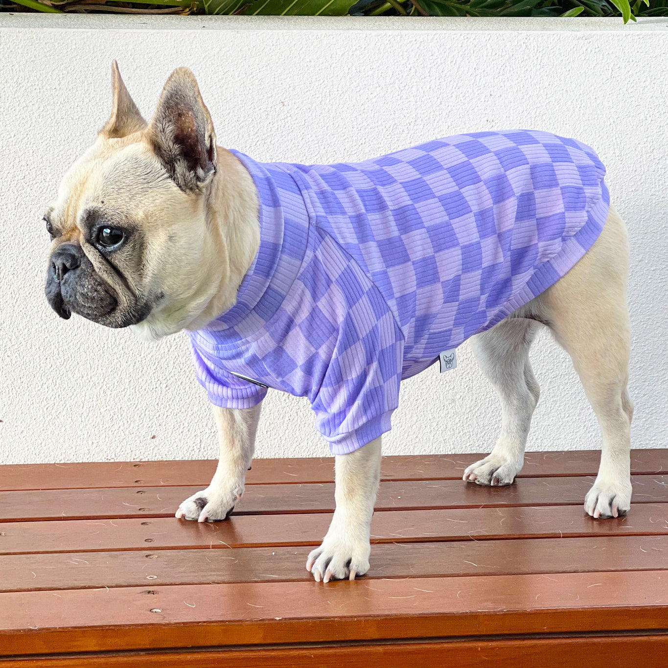 Lavender Check-in Dog Skivvy