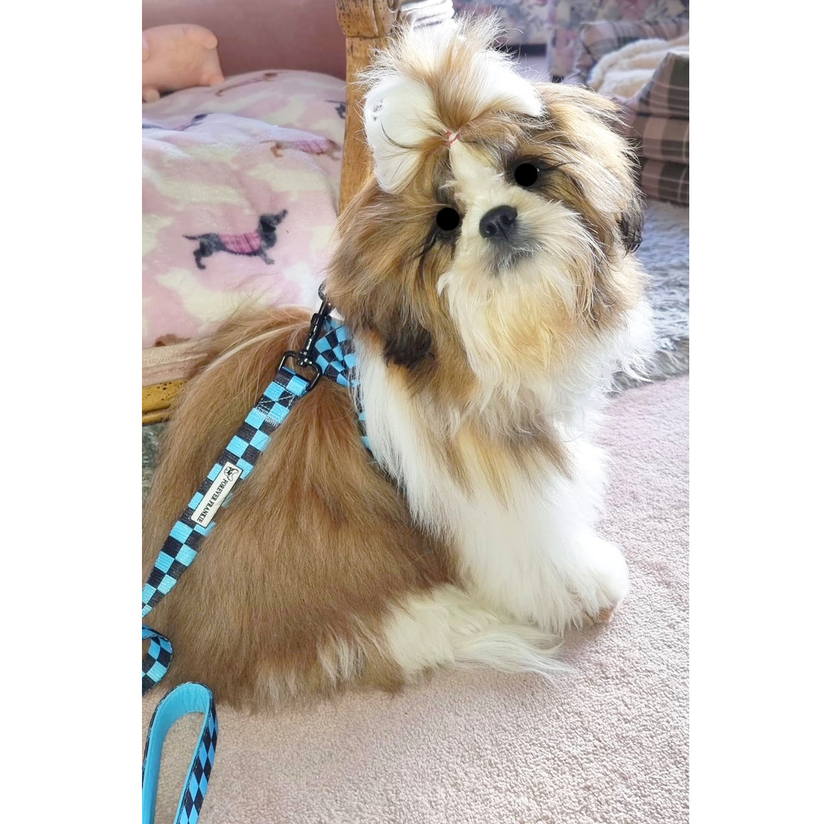 Blue Checkers - Adjustable Harness