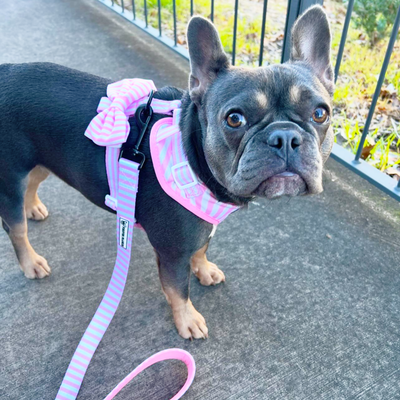 Pink Candy Stripe - Adjustable Harness