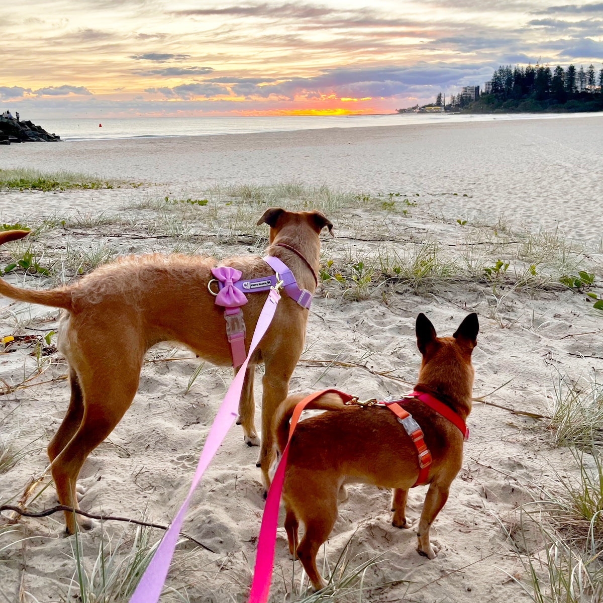 Sunset - Luxe Strap Harness