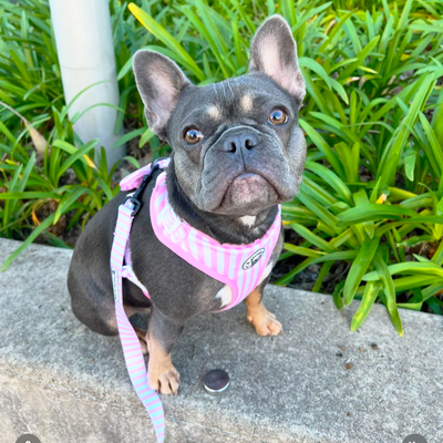 Pink Candy Stripe - Adjustable Harness