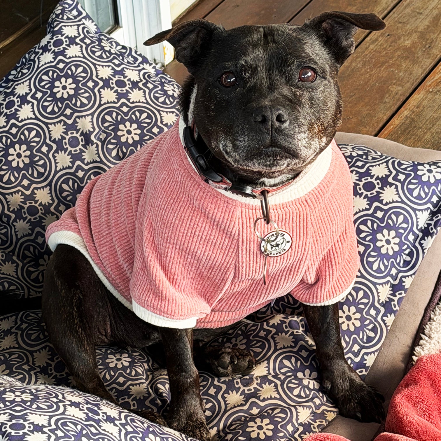 Dusty Rose and Cream Cord - Dog Skivvy
