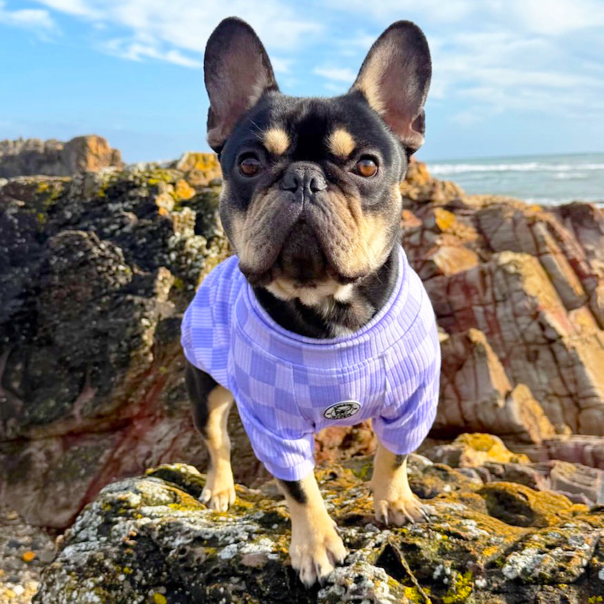 Lavender Check-in Dog Skivvy