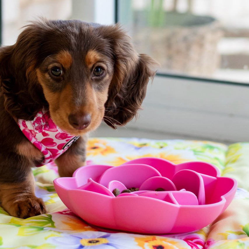 Hot Pink Slow Feed Flower Bowl