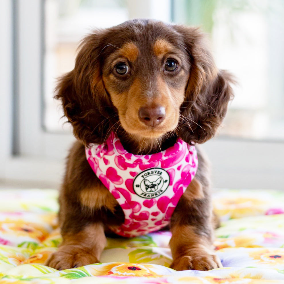 Sweethearts - Adjustable Harness