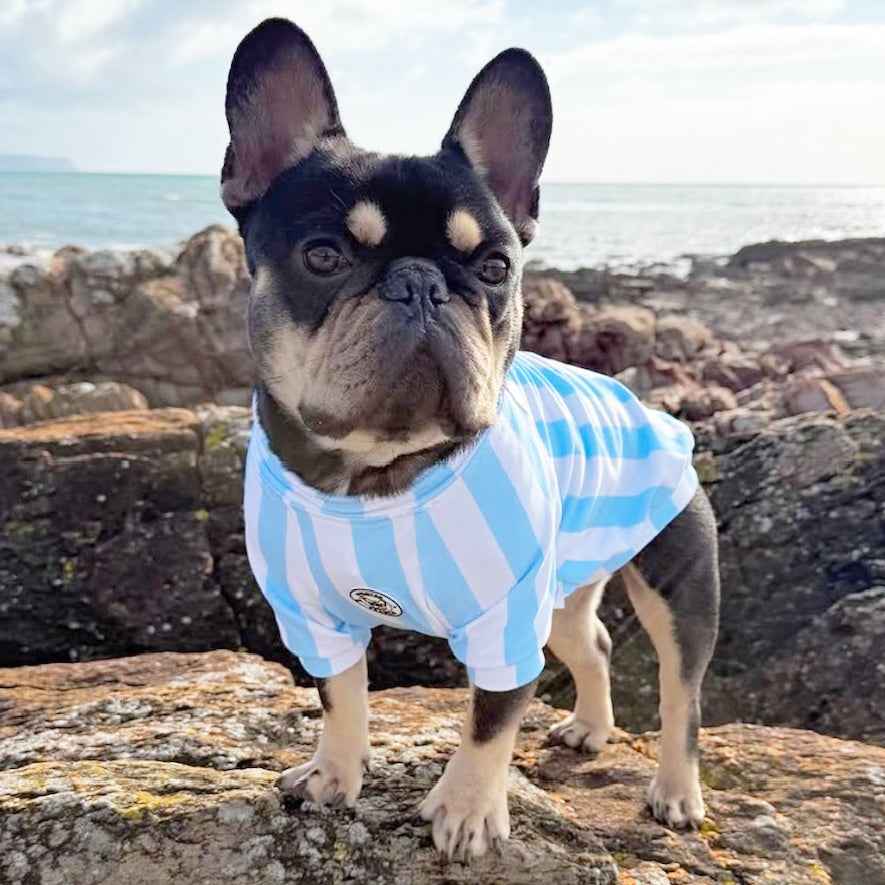 Candy Stripe blue & white  Dog Skivvy