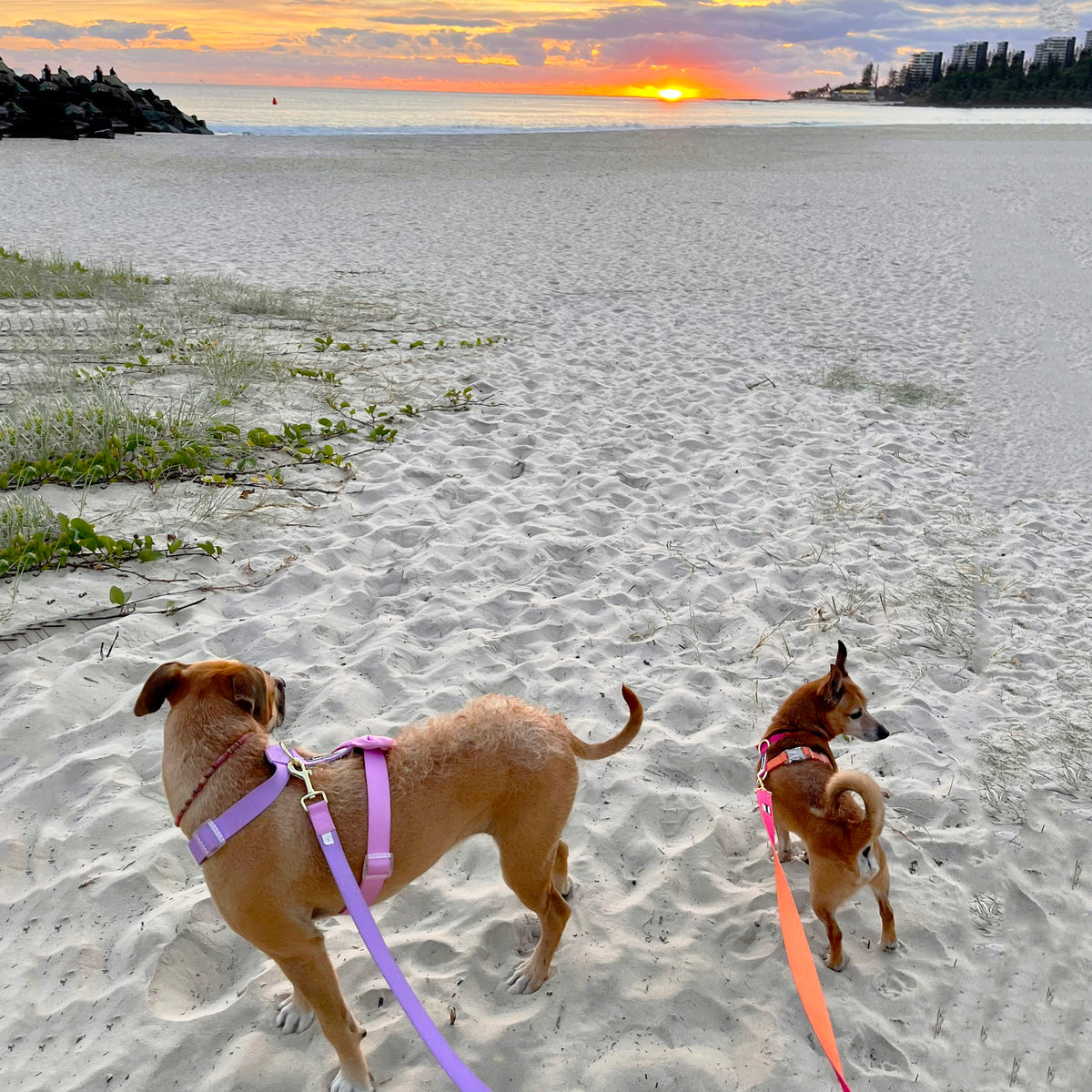 Sunset - Luxe Strap Harness