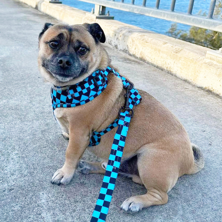 Blue Checkers - Adjustable Harness