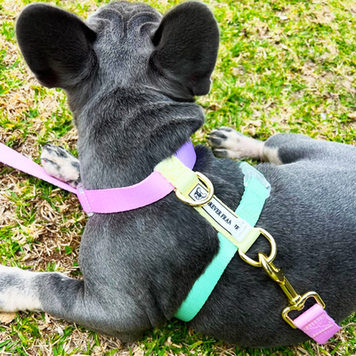 Pastel Rainbow - Luxe Strap Harness