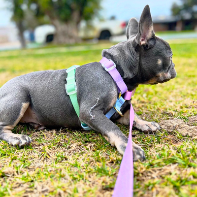 Pastel Rainbow - Luxe Strap Harness