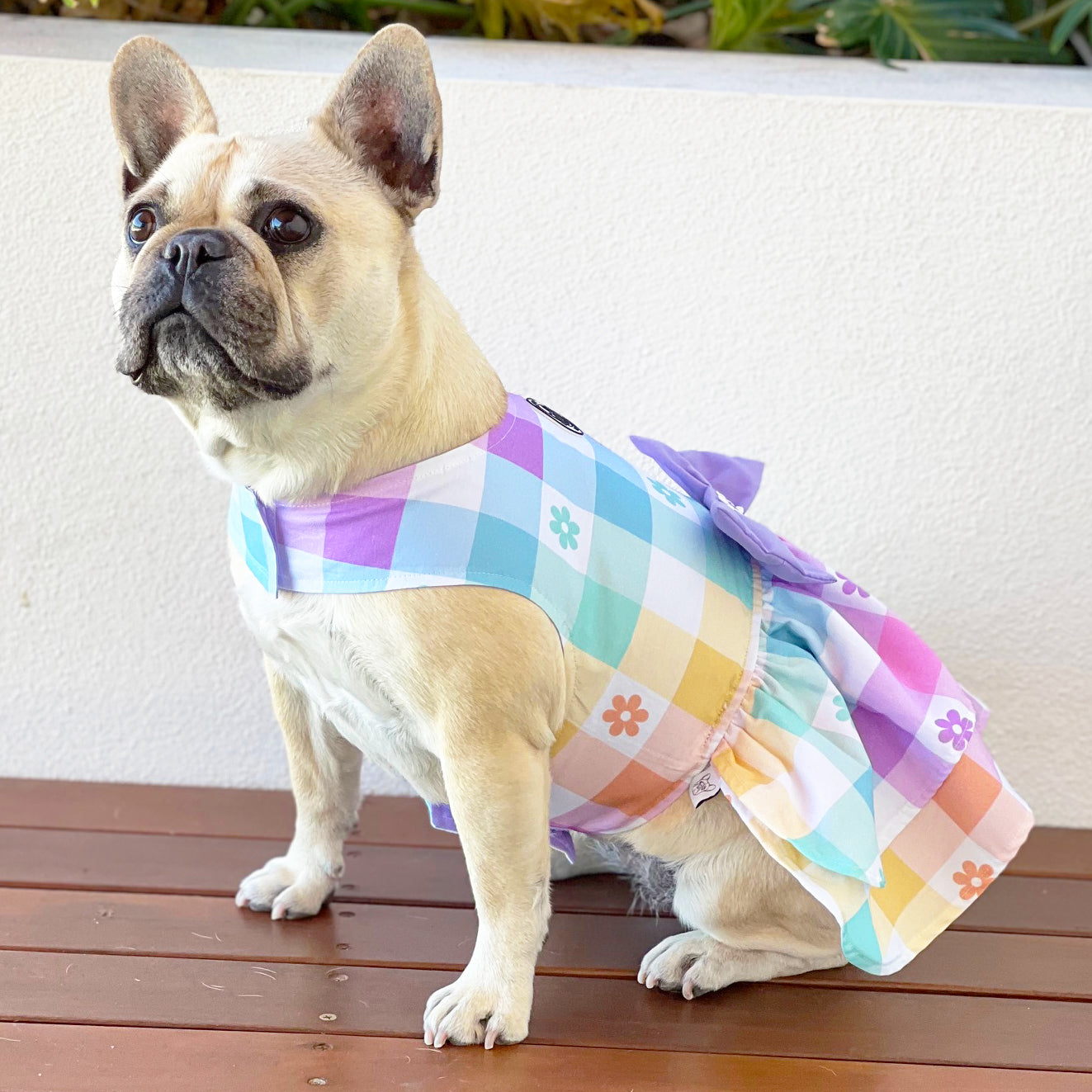 Country Fair Ruffles Dog Dress with bow (Limited Edition)