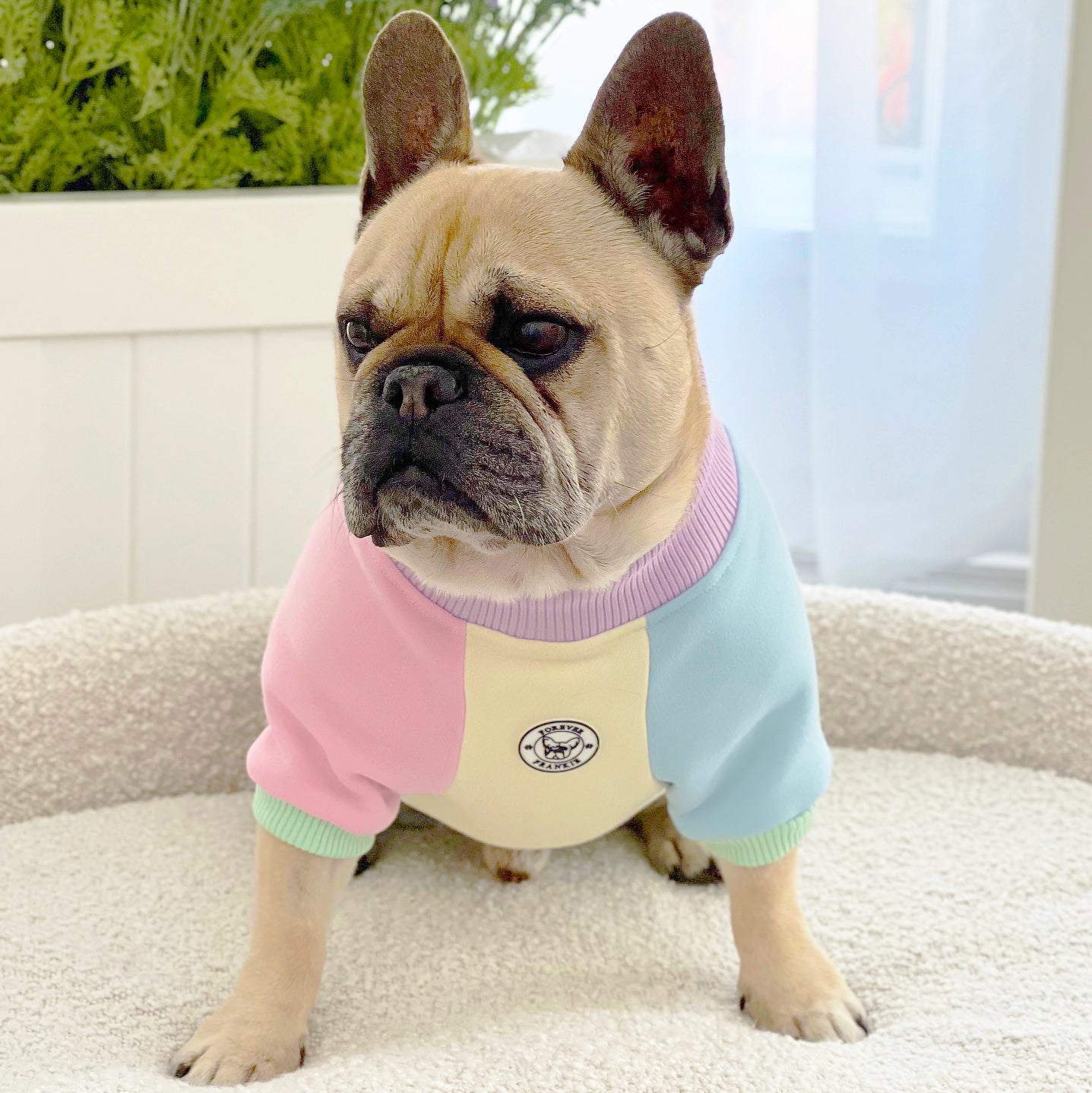 Pastel Parade Dog Skivvy