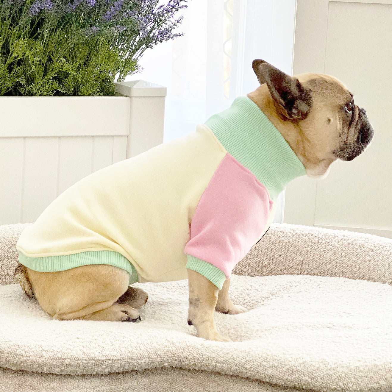 Petal Haze Dog Skivvy