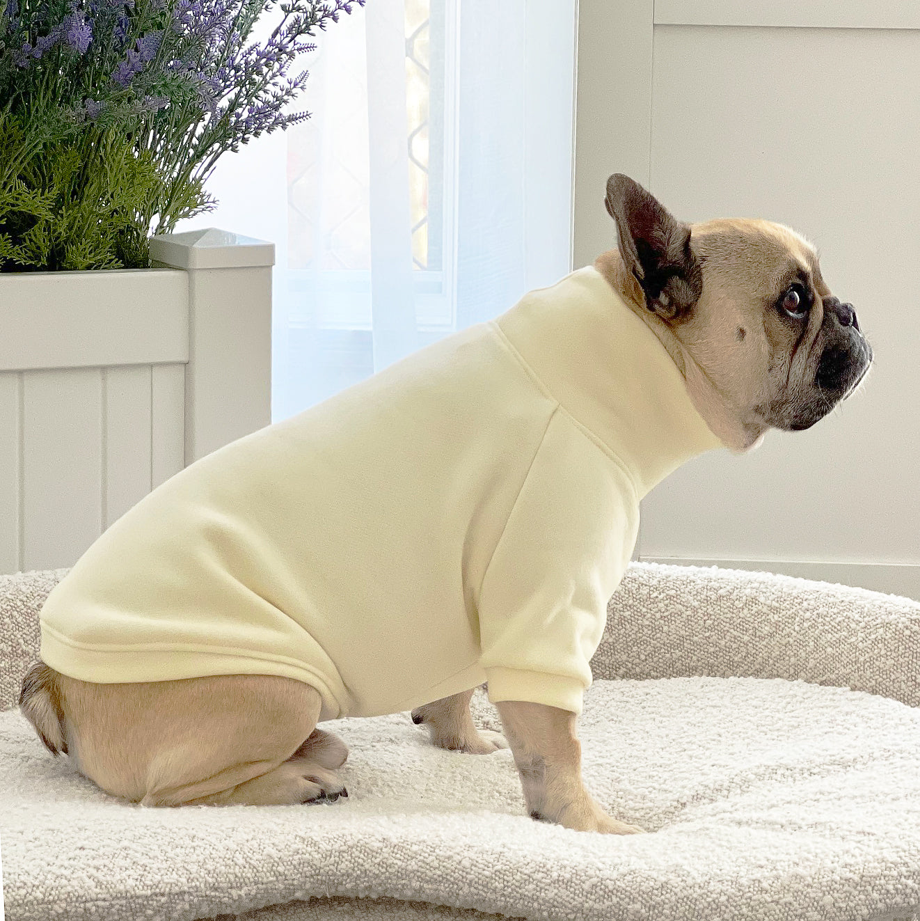 Lemon Souffle Dog Skivvy