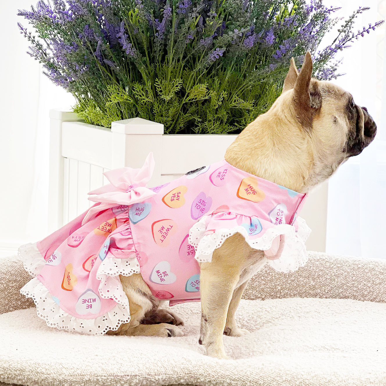 Candy Crush - Ruffle Dog Dress with bow (Limited Edition)