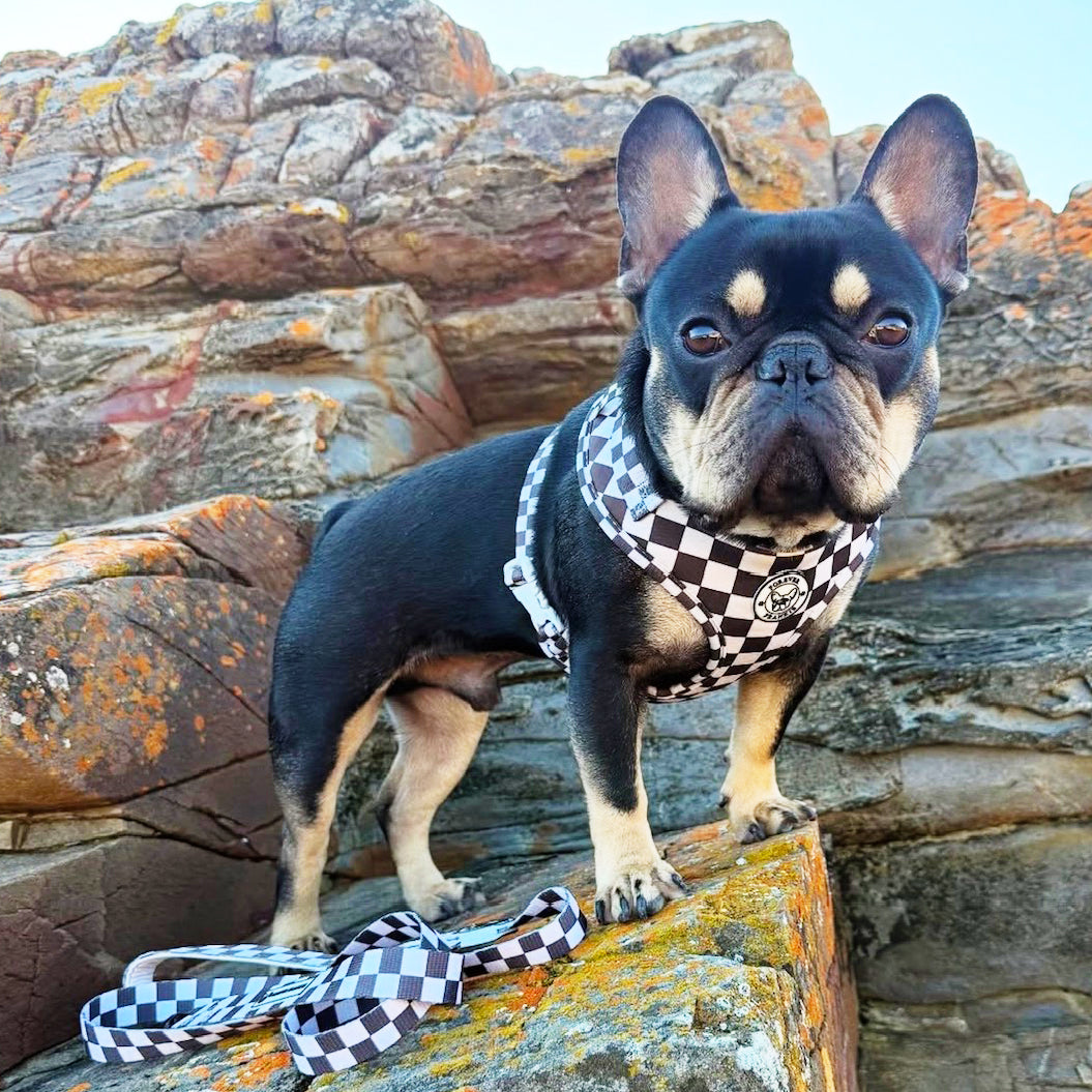 Cocoa Check - Adjustable Harness