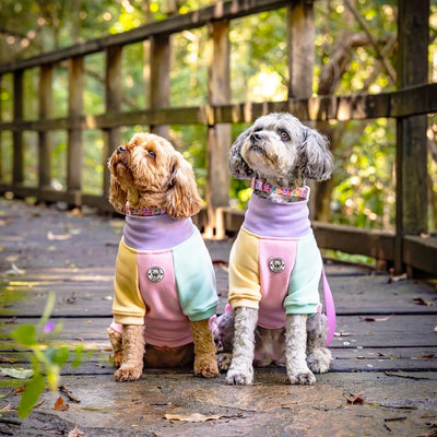 Passion Pop Dog Skivvy