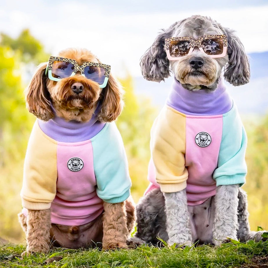 Passion Pop Dog Skivvy