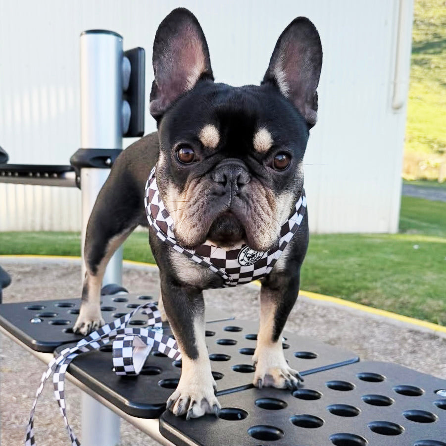 Cocoa Check - Adjustable Harness