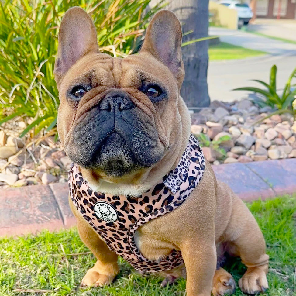 Born to be Wild - Adjustable Harness