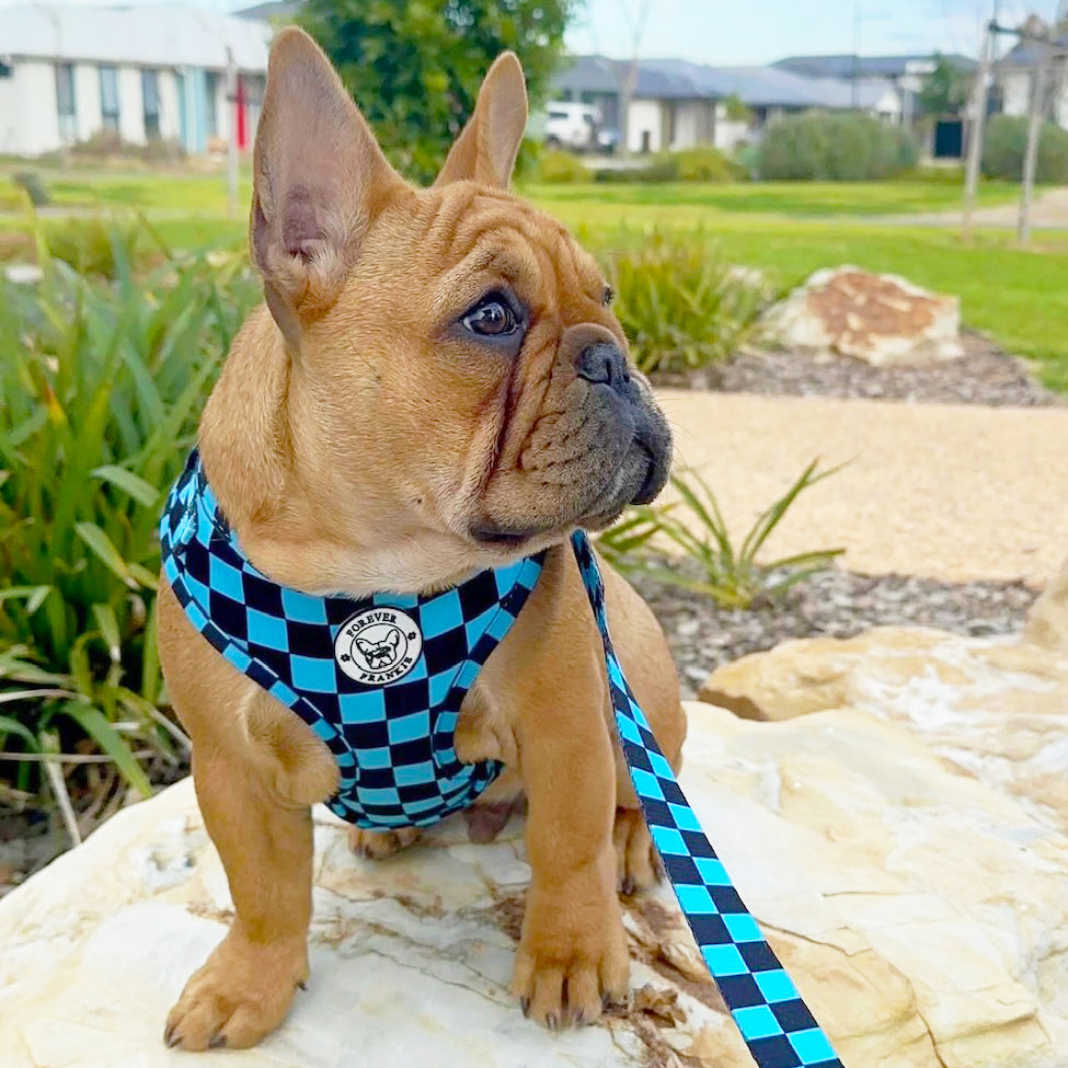 Blue Checkers - Adjustable Harness