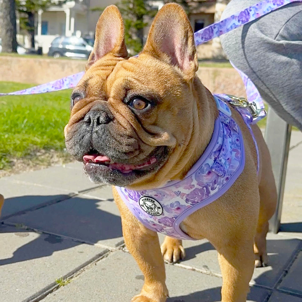 Violet Fields - Adjustable Harness