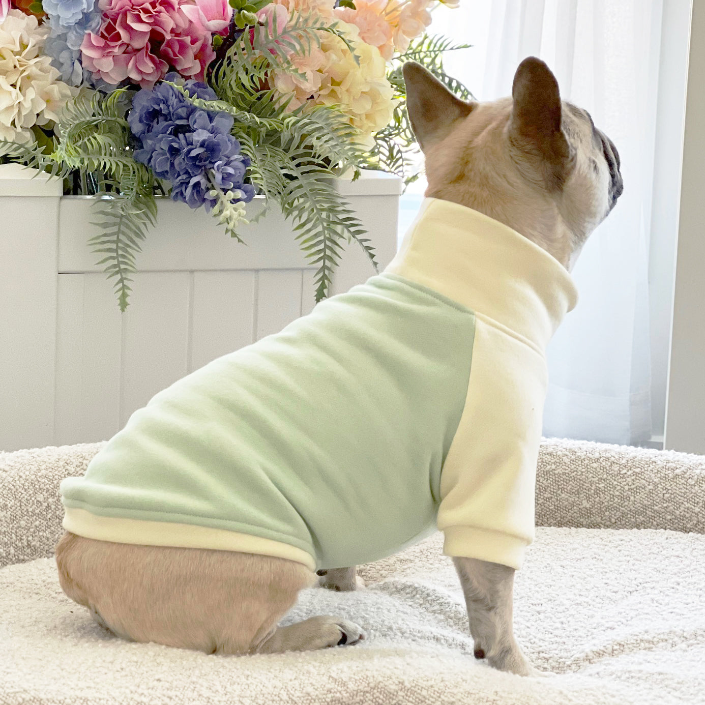 Pistachio Dog Skivvy